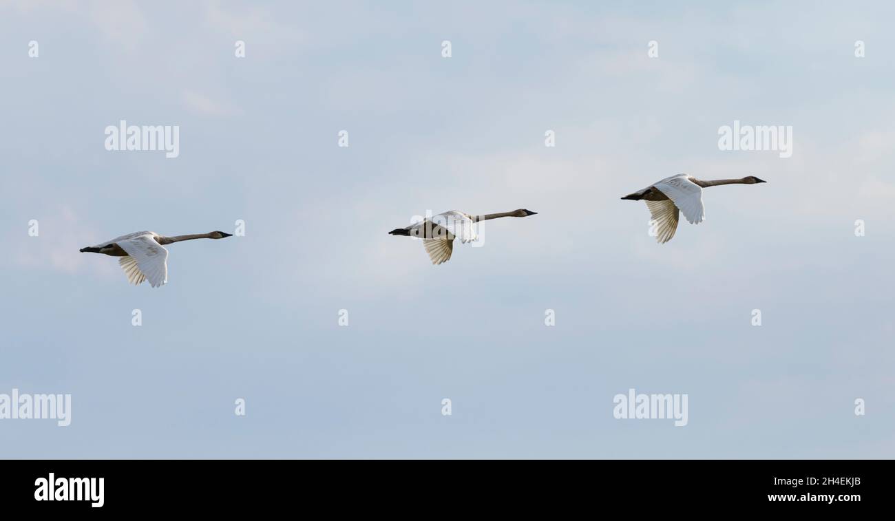 Three trumpeter swans (Cygnus buccinator) fly over Crex Meadows in Wisconsin. Stock Photo