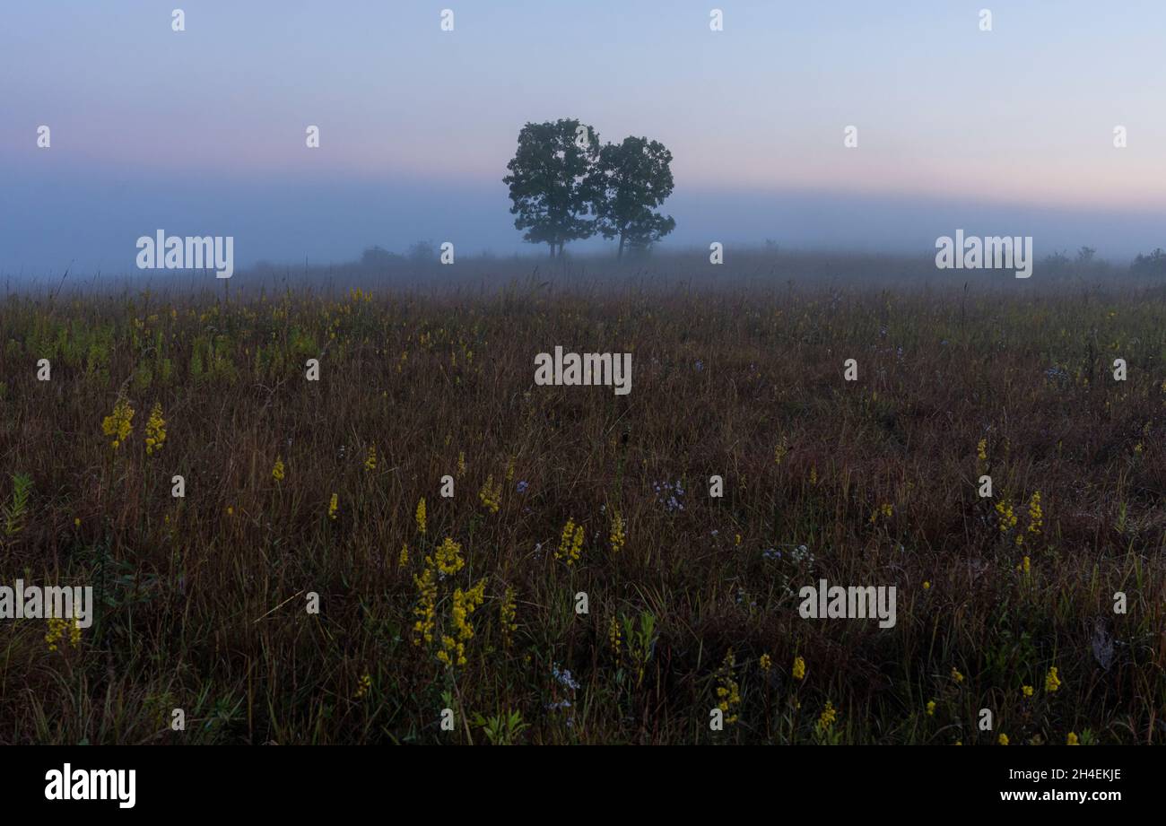 Trees in a field of prairie grass on a misty morning at William O'Brien State Park in Minnesota. Stock Photo