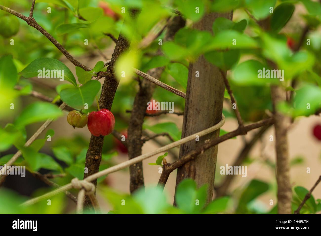 Fresh organic Acerola cherry. Thai or Acerola cherries fruit on the ...