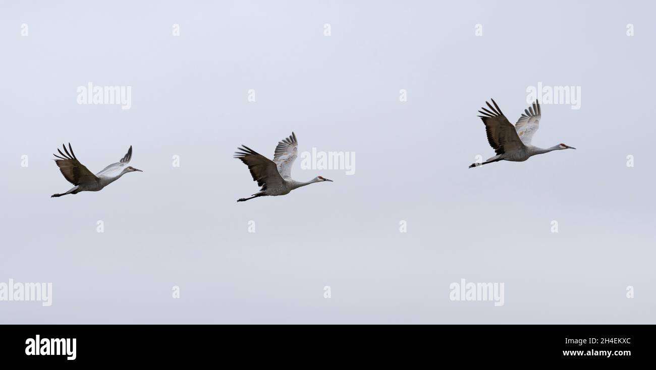 Three sandhill cranes flying over Crex Meadows in Wisconsin Stock Photo