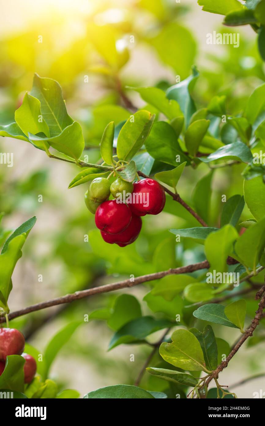 Fresh Organic Acerola Cherry Thai Or Acerola Cherries Fruit On The fresh-organic-acerola-cherry-thai-or-acerola-cherries-fruit-on-the