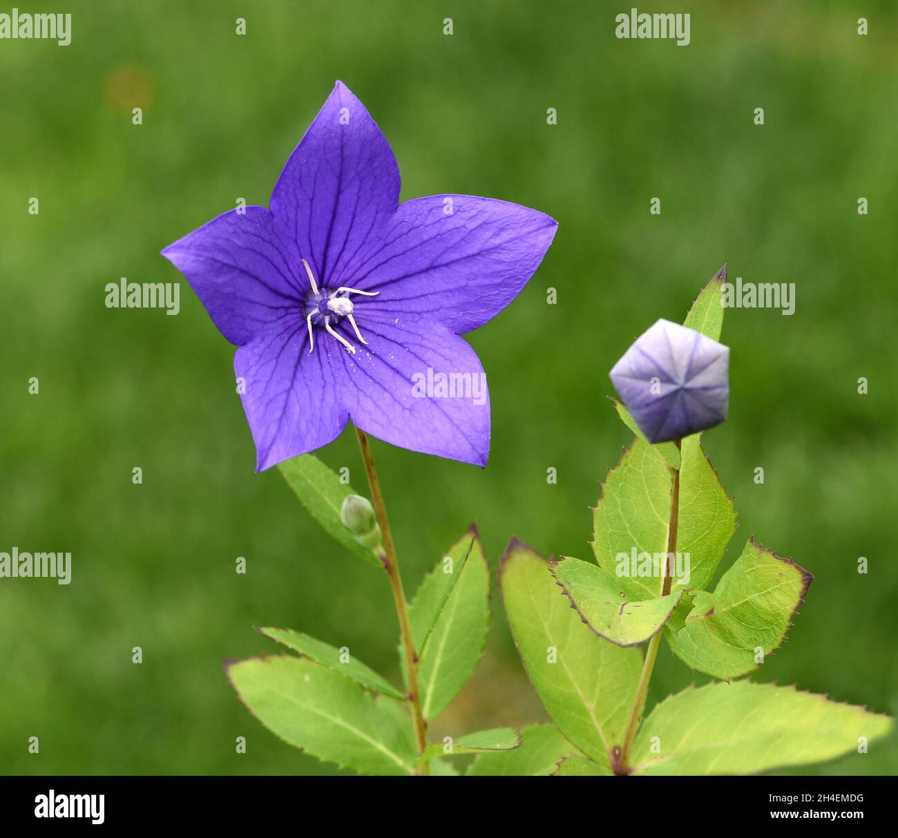 Ballonblume, Platycodon grandiflorum ist eine attraktive Zierblume mit schoenen blauen Blueten. Balloon flower, Platycodon grandiflorum is an attracti Stock Photo