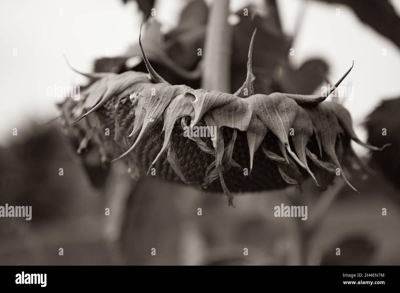 Selective focus on drooping sunflower head after petals have wilted