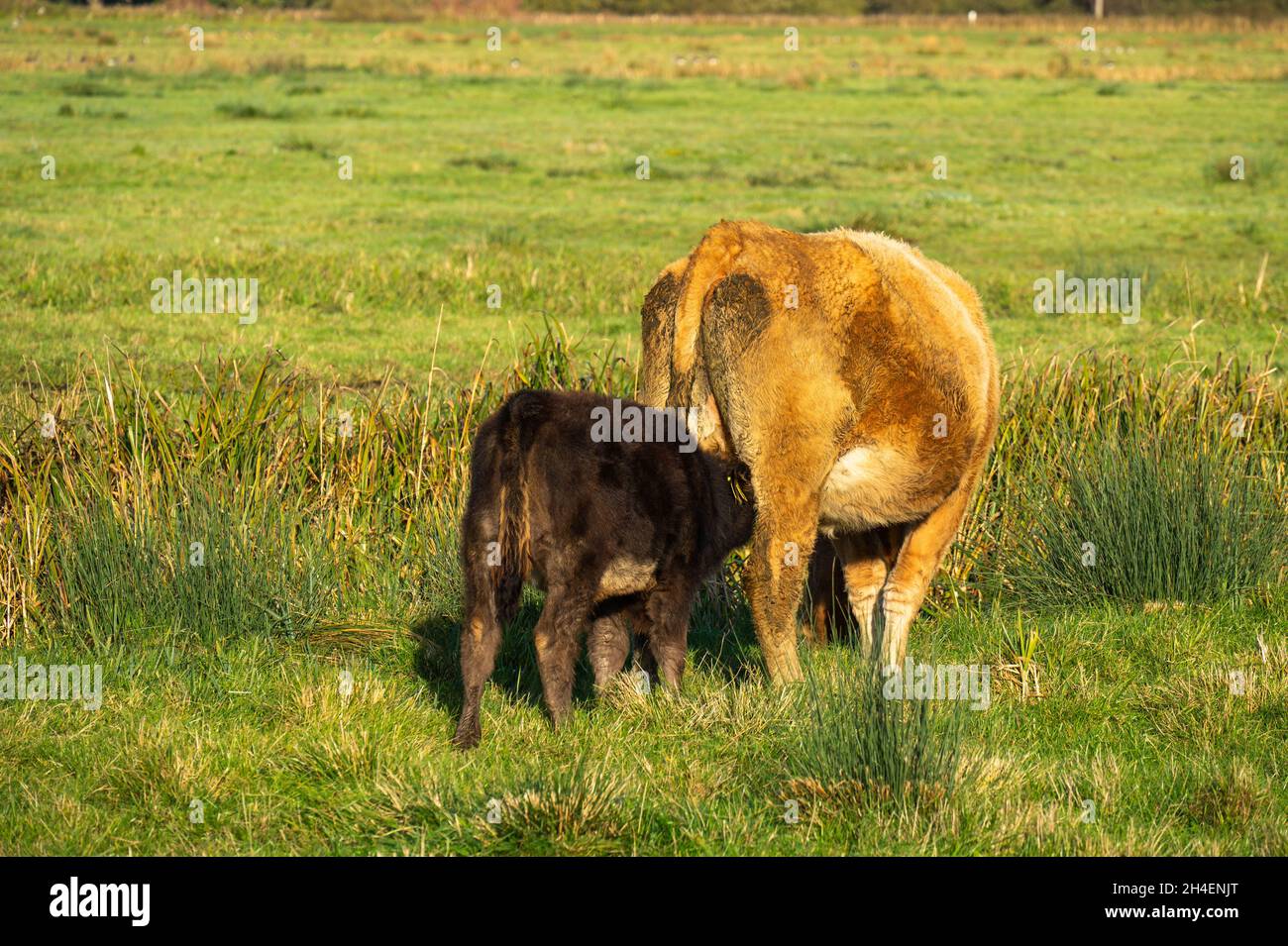Young calf suckling milk from the udder of its mother in a Norfolk ...