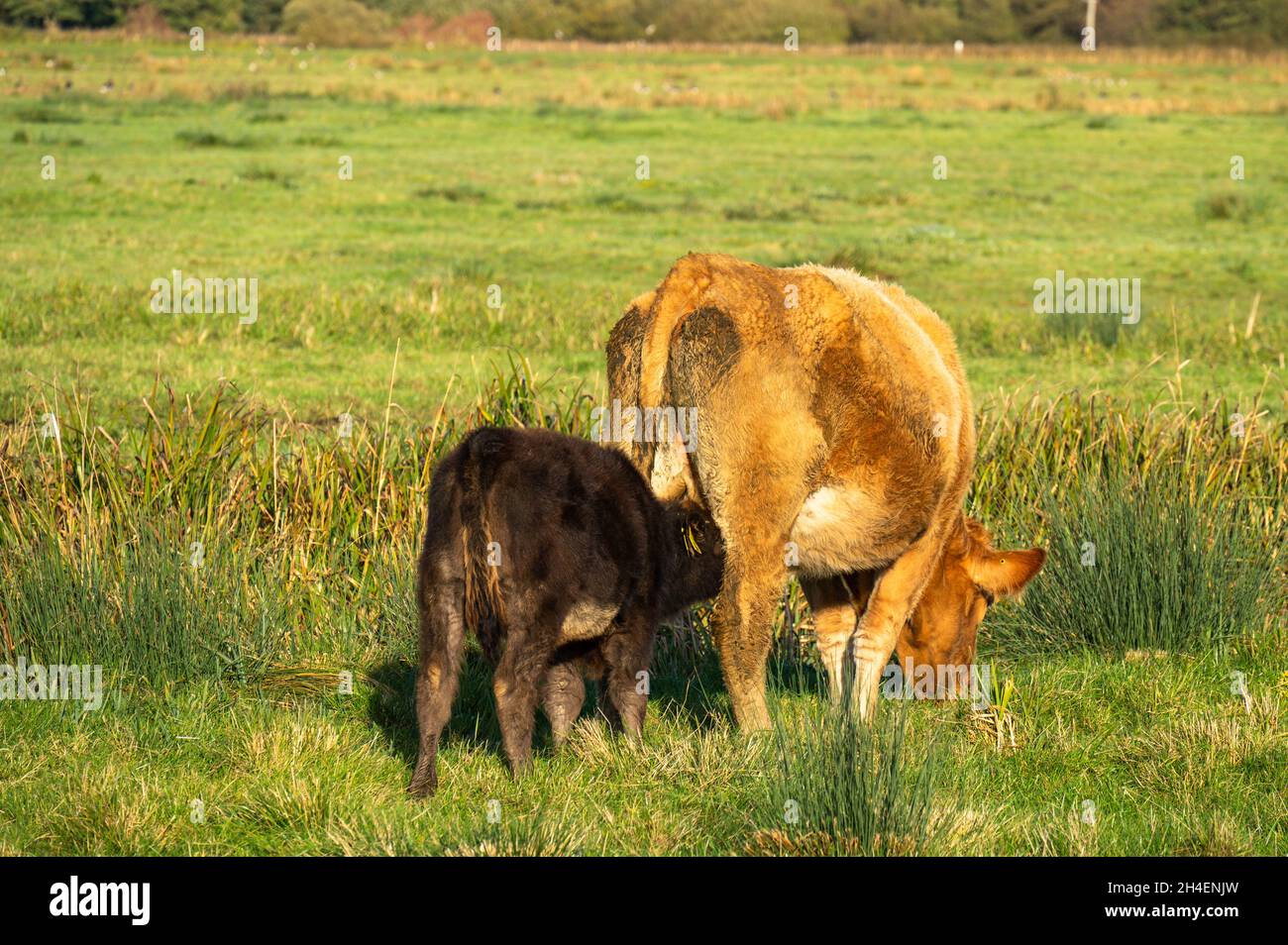 Young calf suckling milk from the udder of its mother in a Norfolk ...