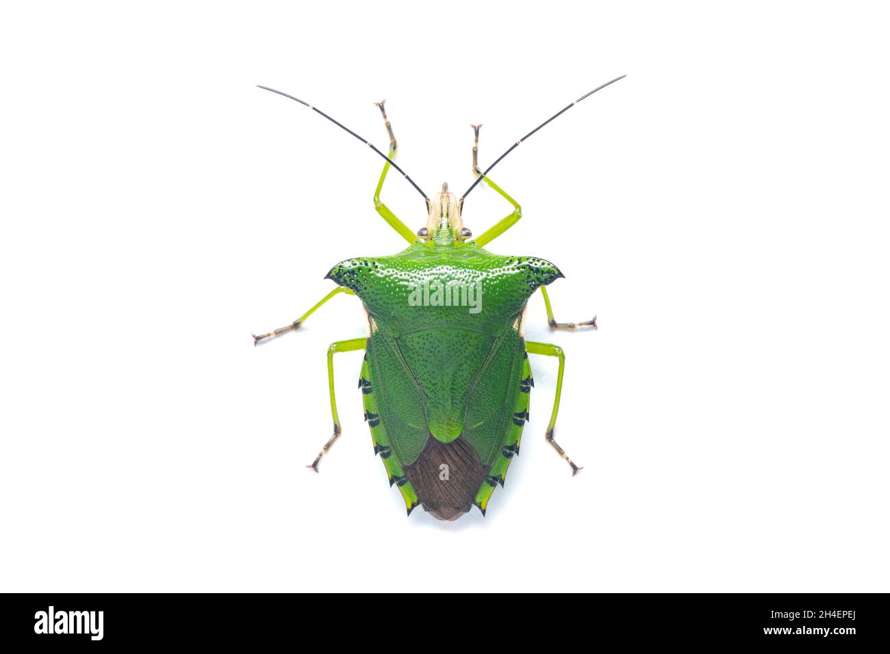 Top view of Citrus Stink Bug isolated on white background Stock Photo Alamy