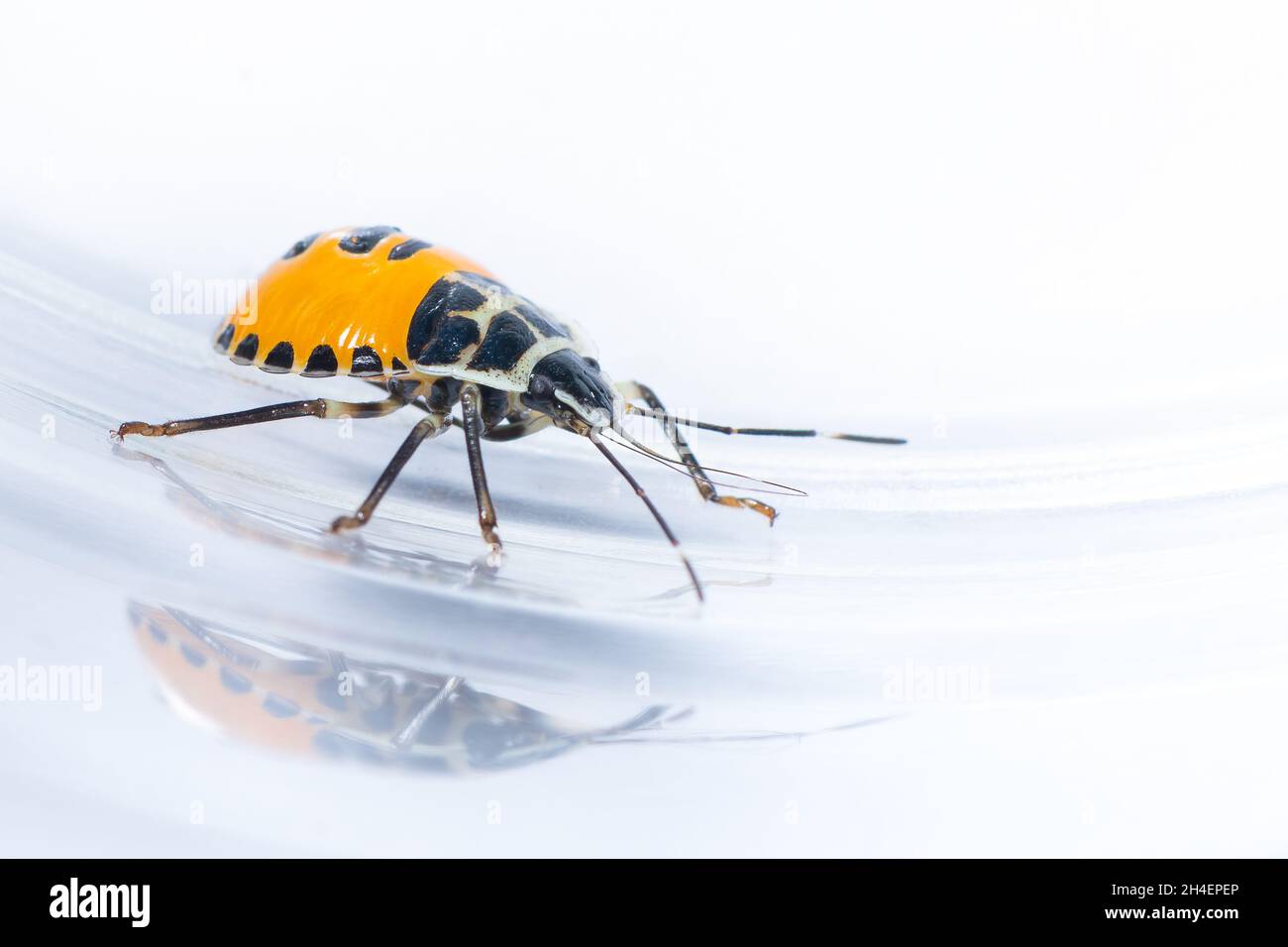 A colorful nymph Citrus Stink Bug isolated on white background Stock Photo Alamy