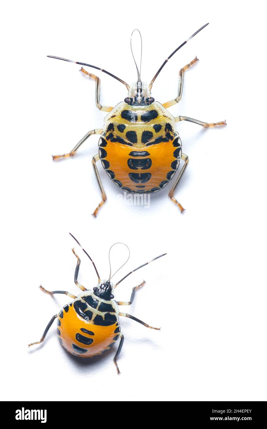 A colorful nymph Citrus Stink Bug isolated on white background Stock Photo Alamy