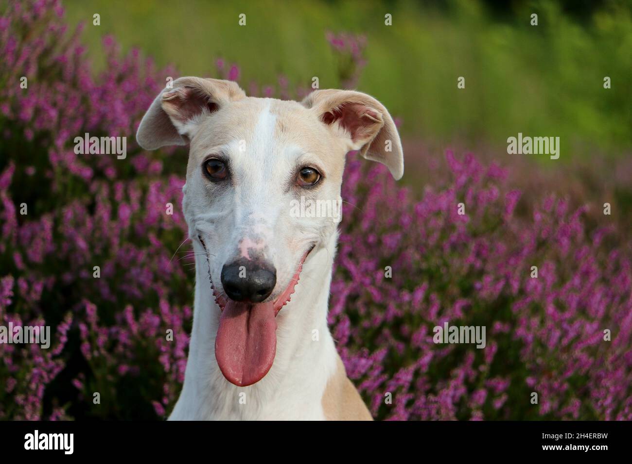 Cute White Whippet In A Field Of Flowers Stock Photo Alamy cute-white-whippet-in-a-field-of-flowers-stock-photo-alamy