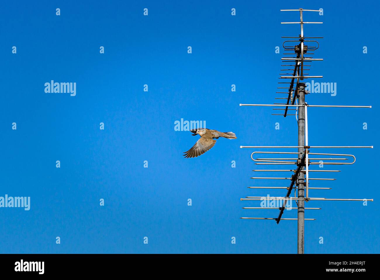 Bird flying around an antenna Stock Photo Alamy