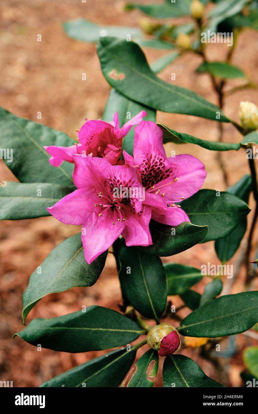 Rhododendron, Nova zembla, dark red, blooming flower and plant in a home garden. Stock Photo