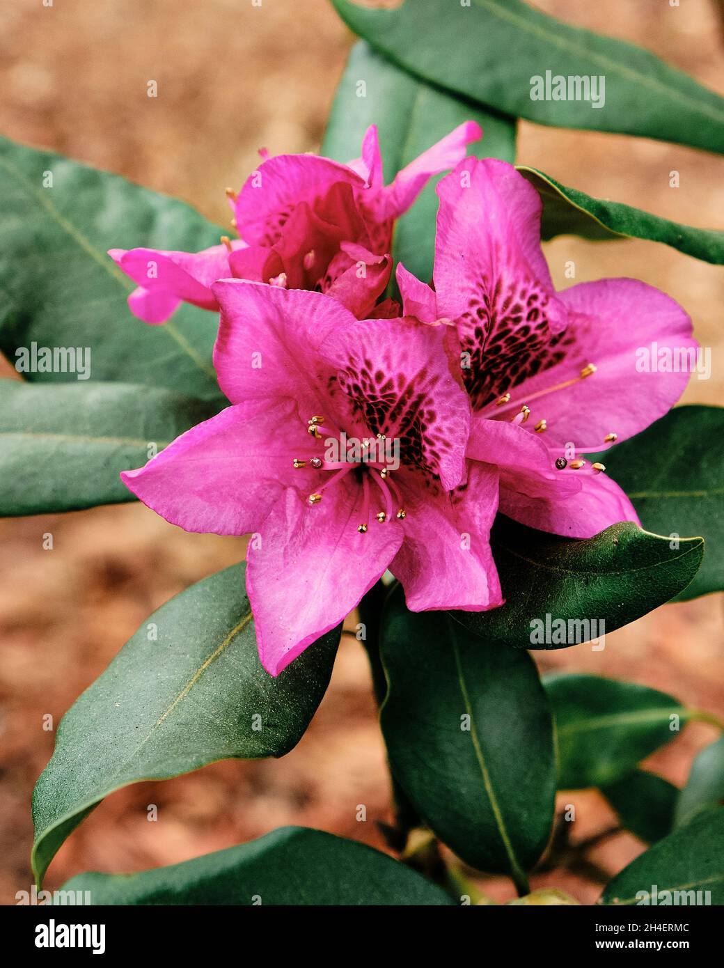 Rhododendron, Nova zembla, dark red, blooming flower and plant in a home garden. Stock Photo