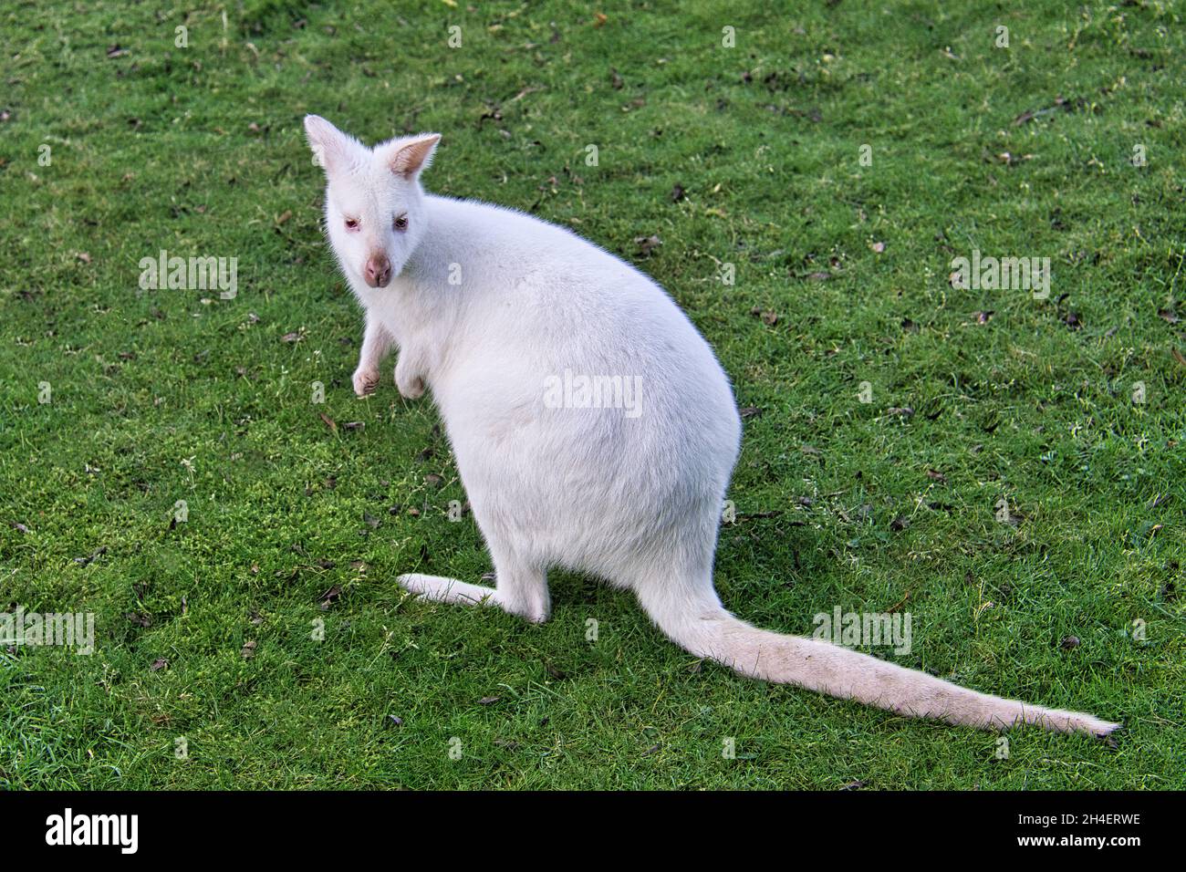 wine white kangaroo sitting on a meadow. rarely seen with the white fur