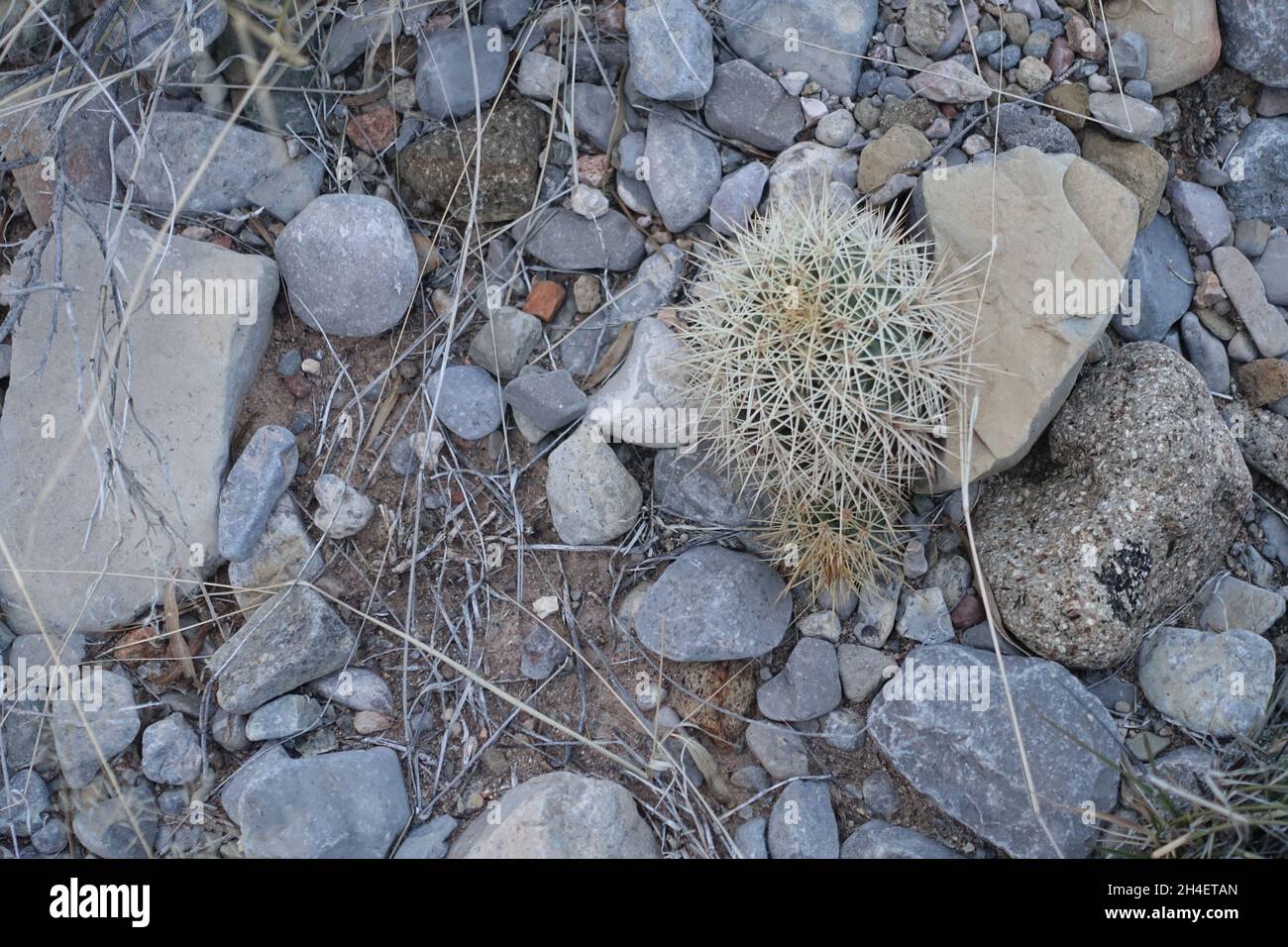 Desert floor in New Mexico's tularosa basin Stock Photo Alamy