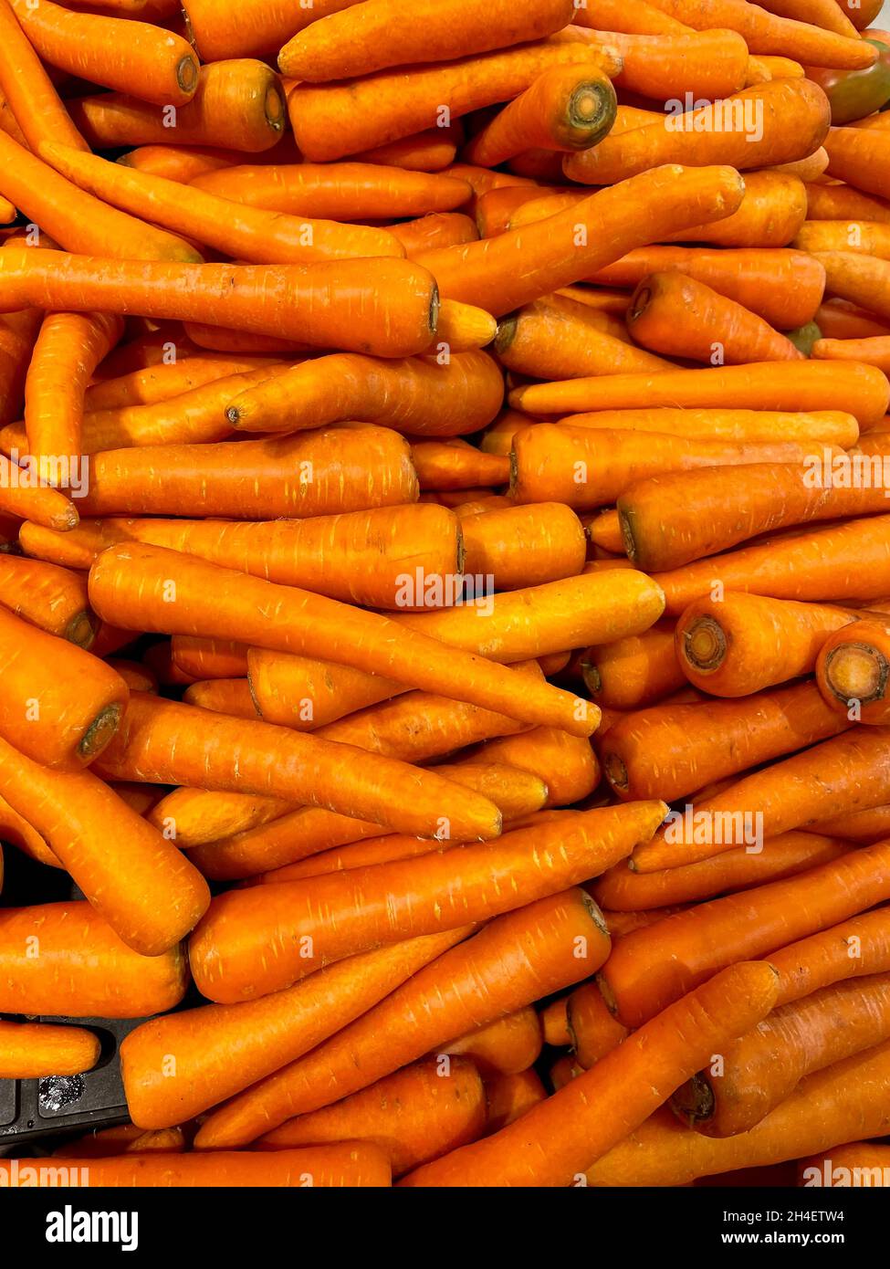 Carrots are biennial plants (12 - 24 months life cycle) which store large amounts of carbohydrates for the plant to flower in the second year. Stock Photo