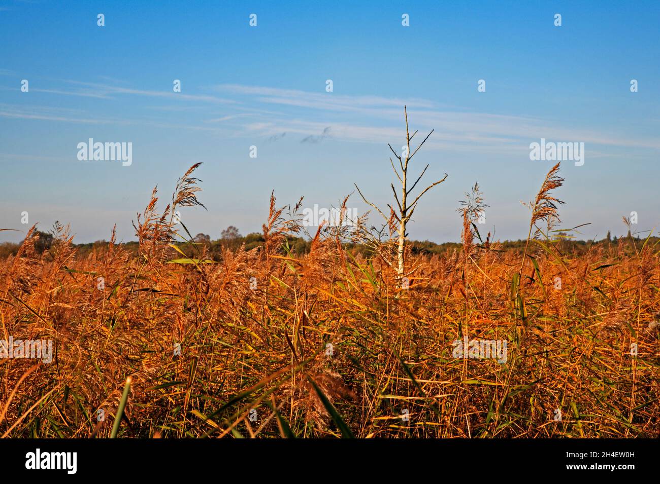 A bed of Common Reed, Phragmites communis, with small dead tree by the River Ant on the Norfolk Broads at Ludham, Norfolk, England, United Kingdom. Stock Photo