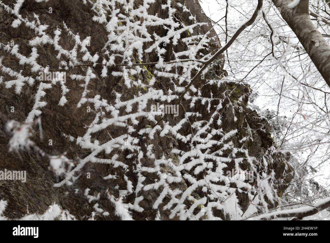 Angeschneite Aeste, Snow-covered branches Stock Photo