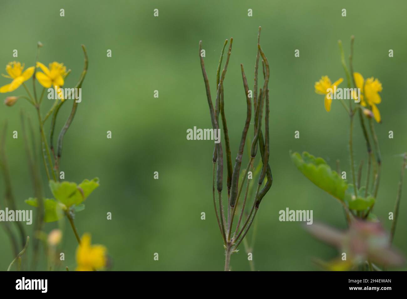 Schöllkraut, Schöll-Kraut, Großes Schöllkraut, Frucht, Früchte, Schote, Schoten, Chelidonium majus, Greater Celandine, fruit, La Grande Chélidoine, la Stock Photo