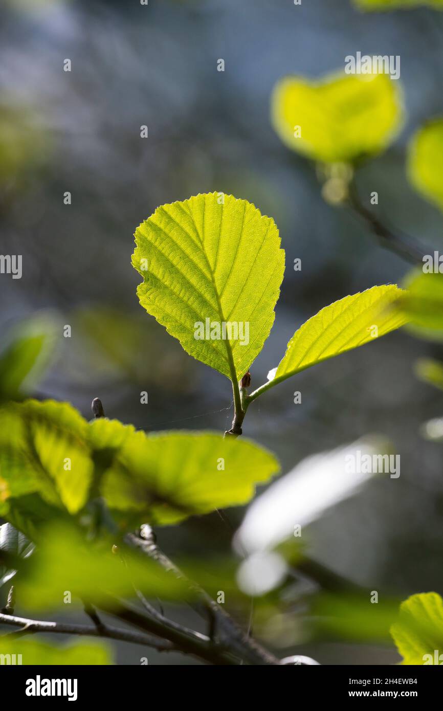 Schwarz-Erle, Schwarzerle, Erle, Alnus glutinosa, Common Alder, Alder, Aulne glutineux. Blatt, Blätter, leaf, leaves Stock Photo