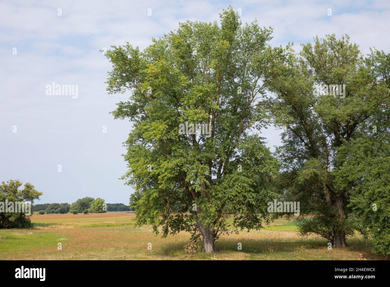 Le Peuplier Noir High Resolution Stock Photography And Images Alamy