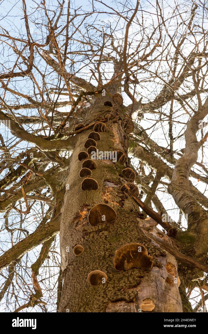 Baumpilze, Tree mushrooms Stock Photo