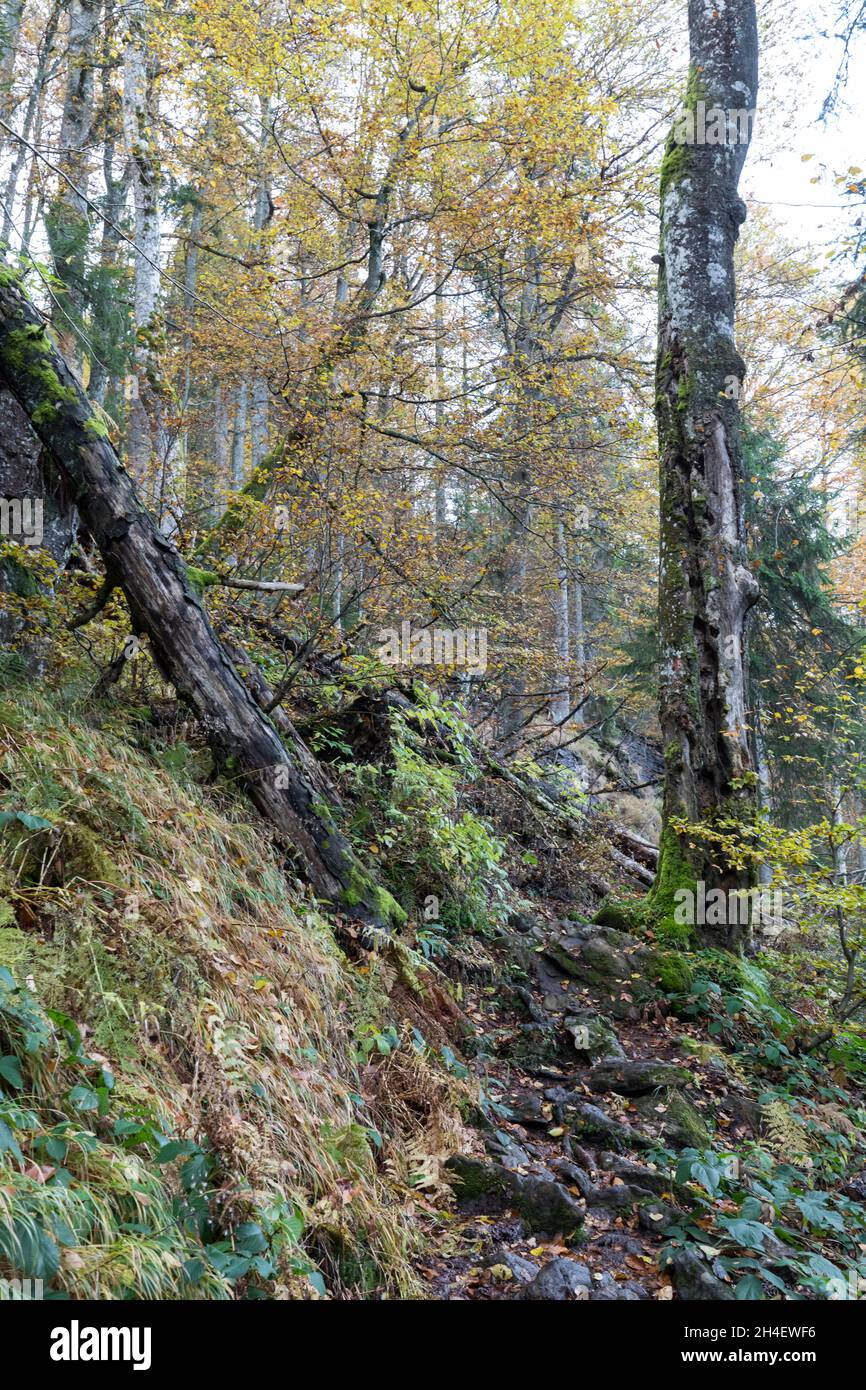 Bergmischwald, Mixed mountain forest Stock Photo