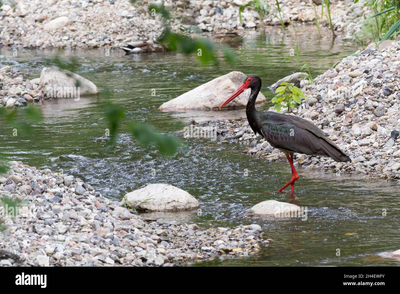 Schwarzstorch, Schwarz-Storch, Ciconia nigra, black stork, La cigogne noire Stock Photo