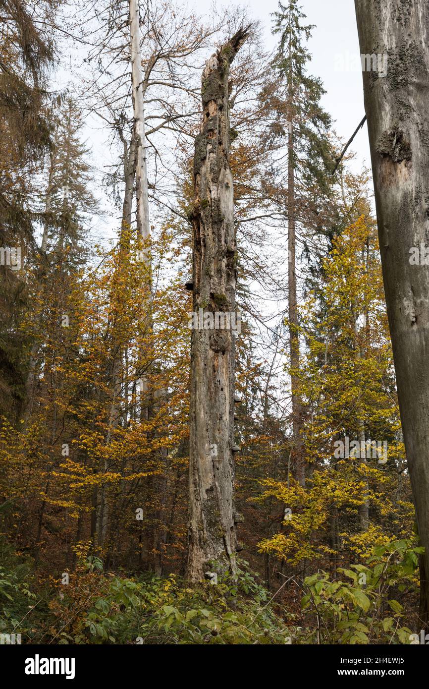 Bergmischwald, Mixed mountain forest Stock Photo