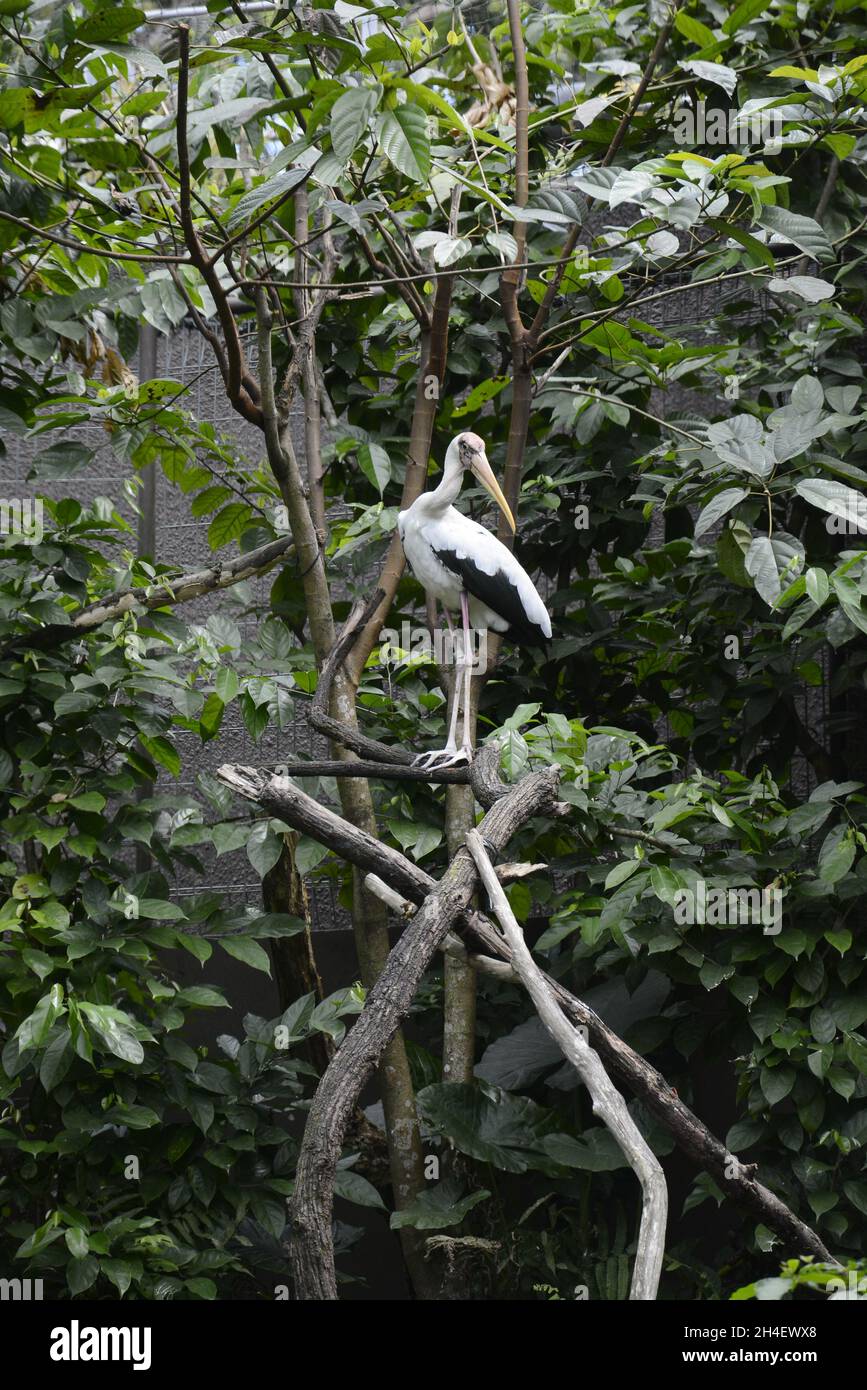 isolated white crane standing on a branch Stock Photo