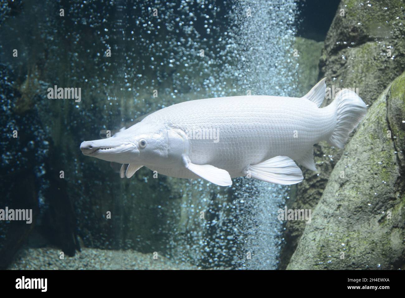 isolated white alligator gar swimming under water Stock Photo