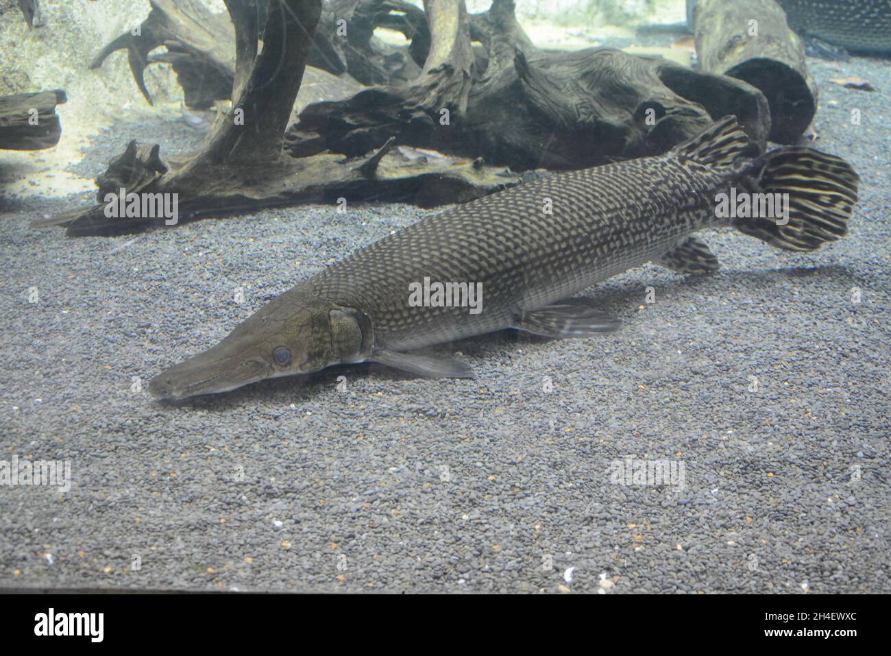 isolated alligator gar with blown scales and black stripped fins Stock Photo