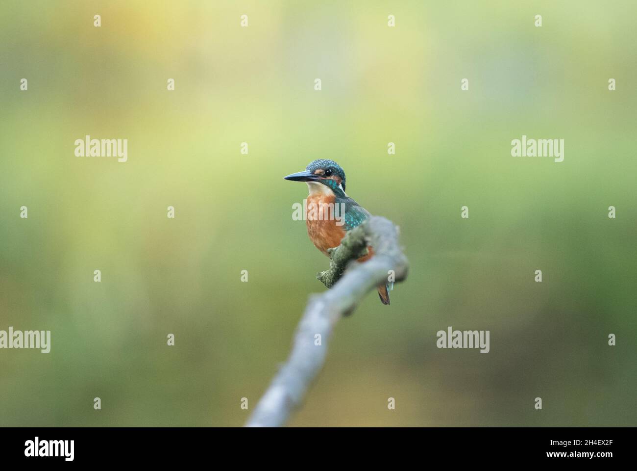 Kingfisher at High Batts, near Ripon, North Yorkshire Stock Photo