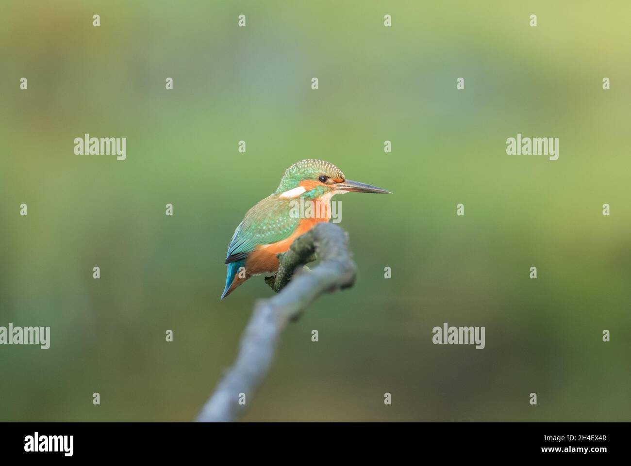 Kingfisher at High Batts, near Ripon, North Yorkshire Stock Photo