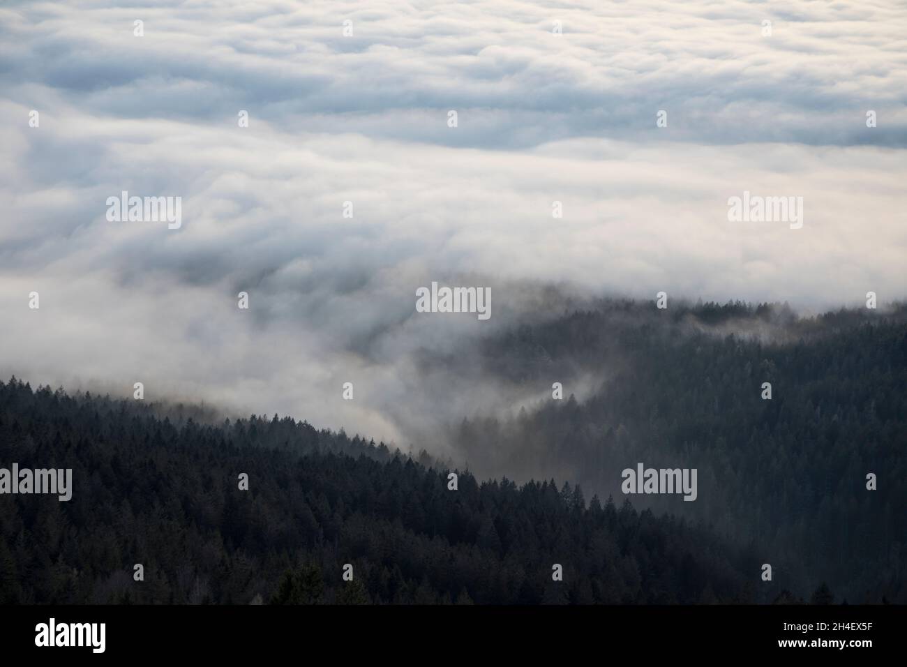 Nebel ueber Baeumen, Fog over trees Stock Photo