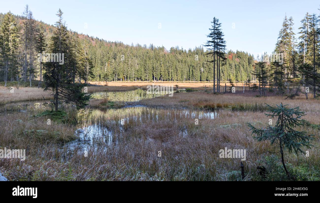 Klosterfilz, Bayerischer Wald Stock Photo