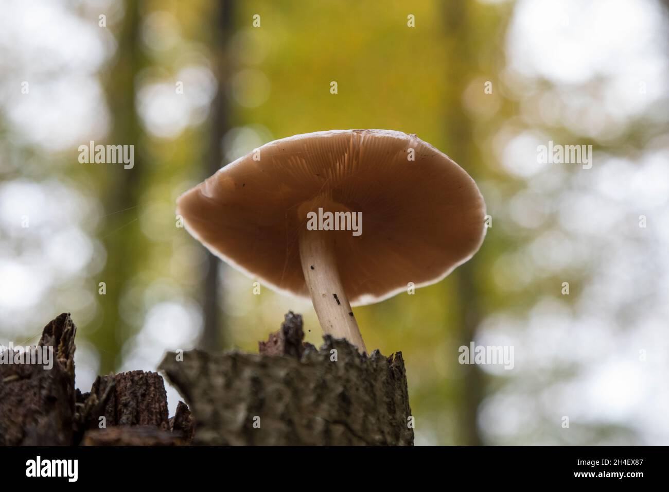 Pilz, mushroom Stock Photo