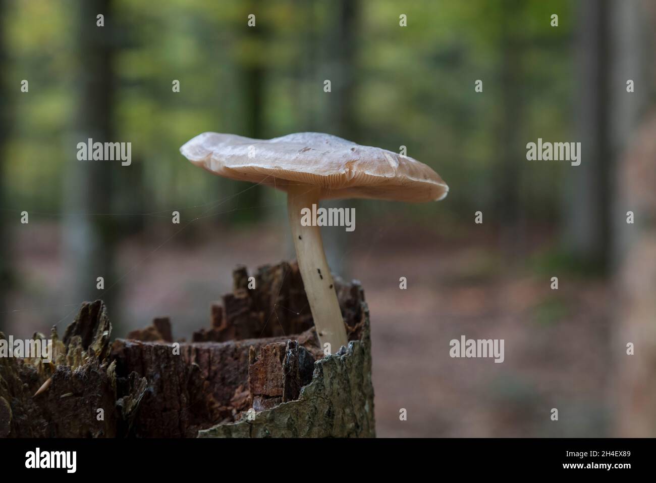 Pilz wald hi-res stock photography and images - Alamy
