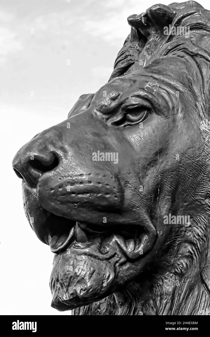 CloseUp Of Lion Sculpture, Trafalgar Square, London, UK Stock Photo Alamy
