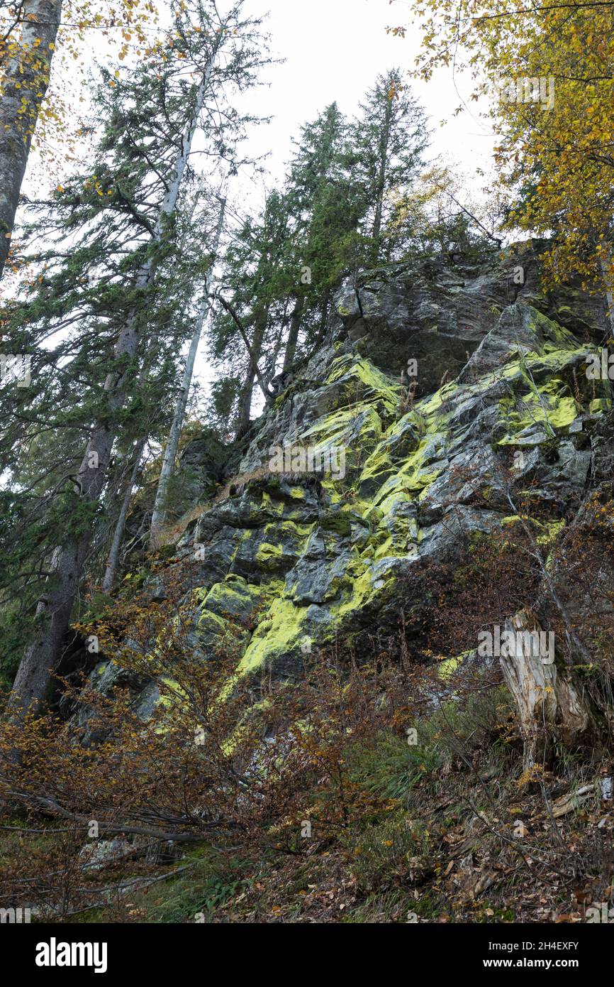 Schwefelflechte,Sulfur lichen, Stock Photo