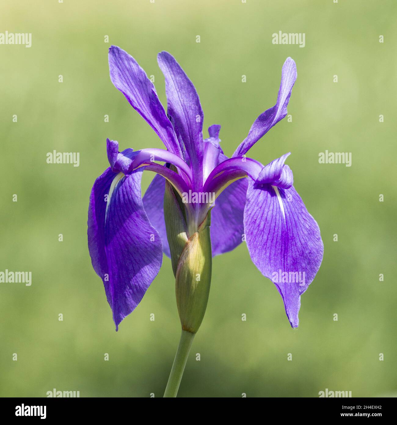 Blue water iris in full flower Stock Photo