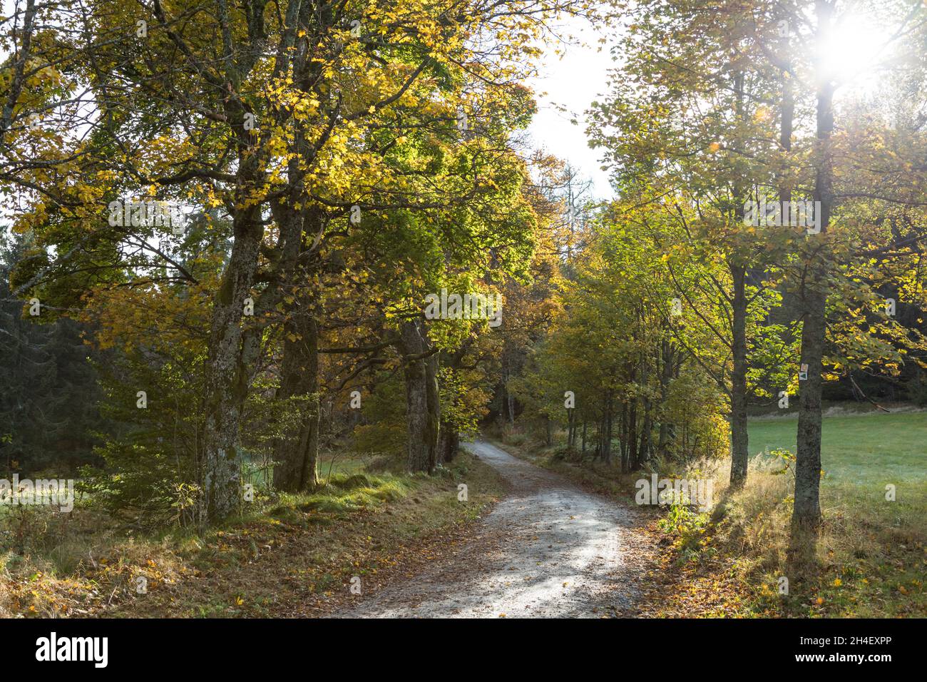 Weg im Herbst, Way in autumn Stock Photo