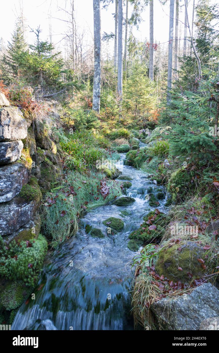 Wildbach im Bayerischen Wald, Torrent in Bavarian Forest Stock Photo