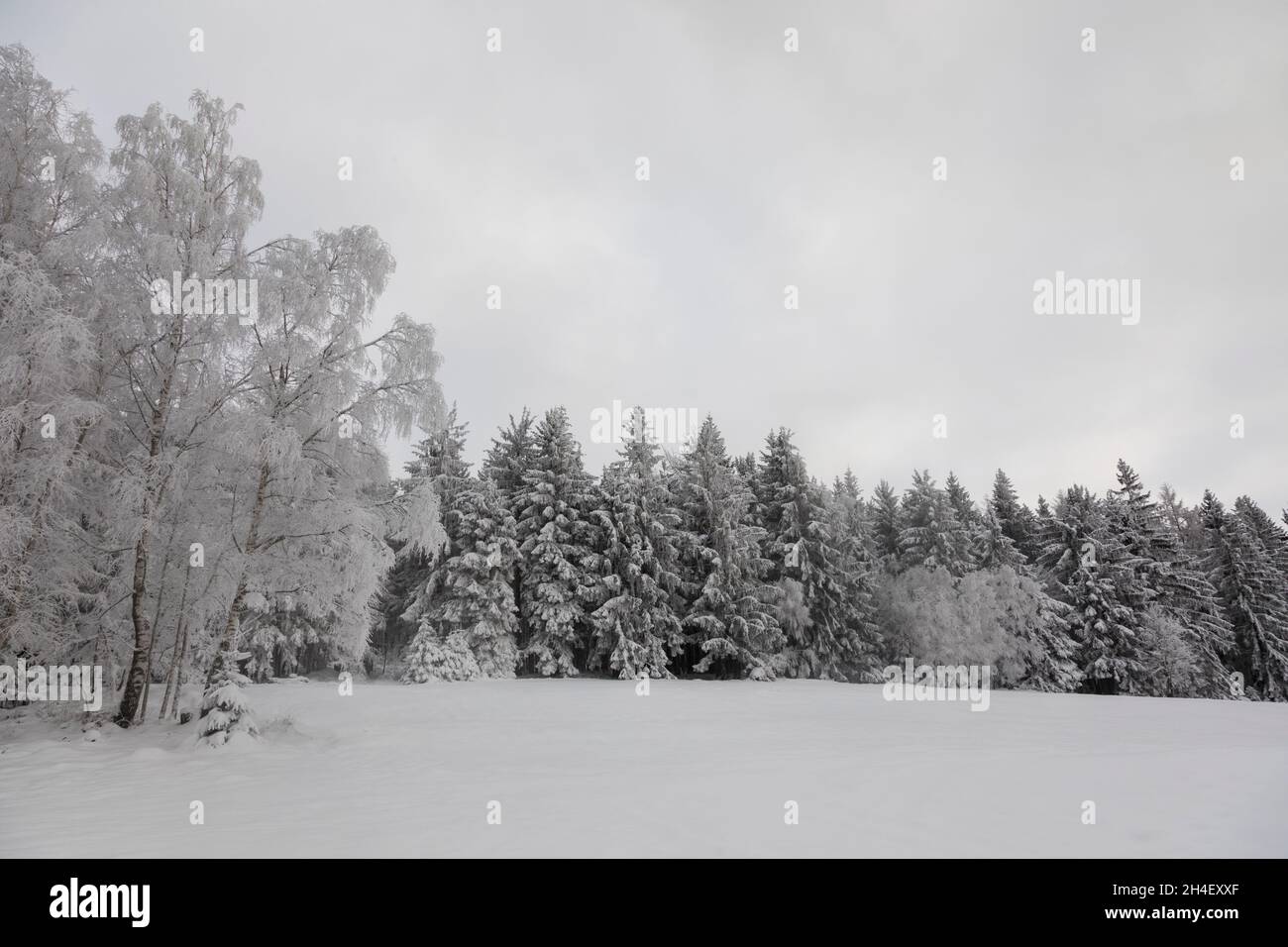 Winterwald,  Winter forest Stock Photo