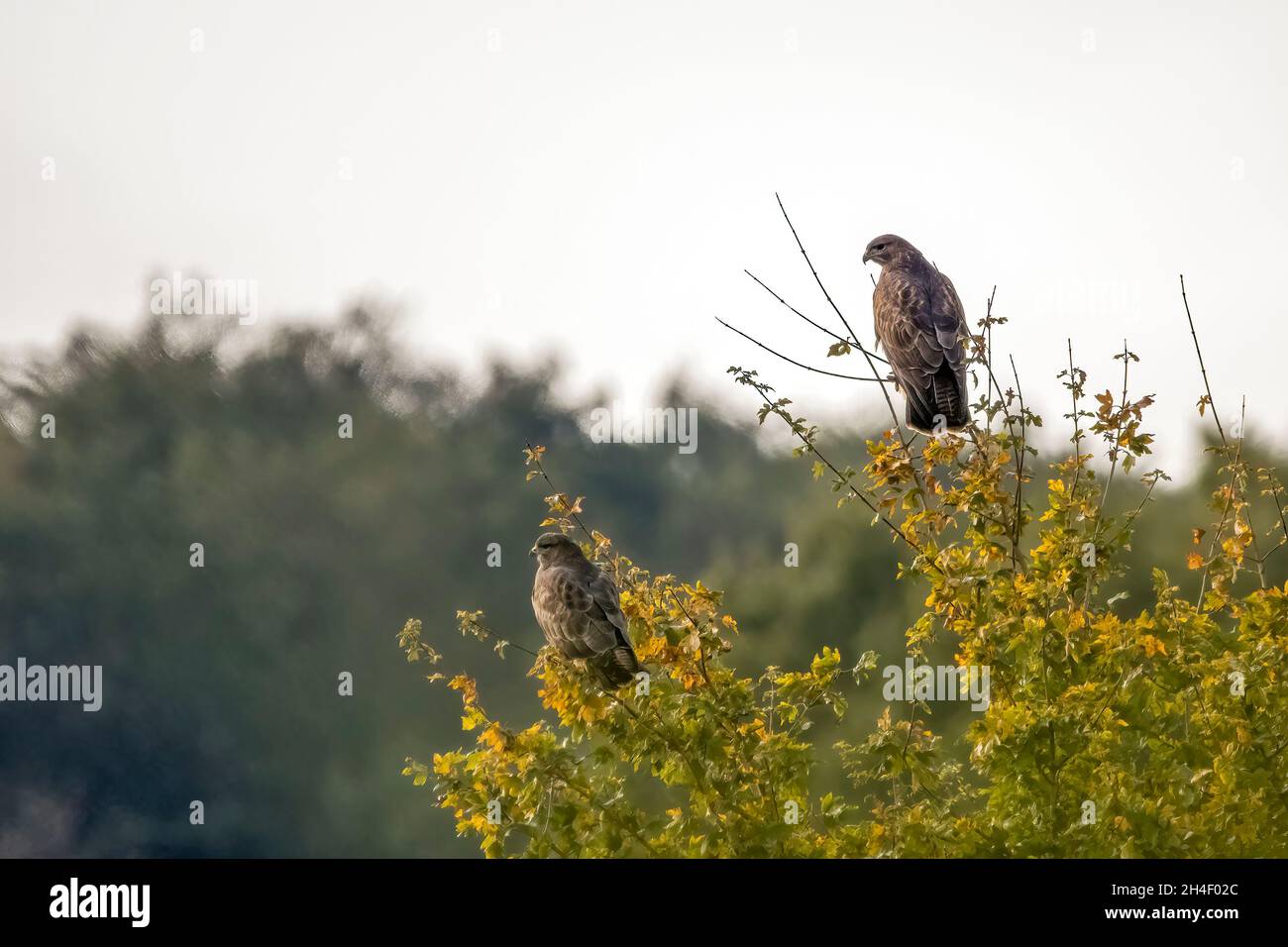 Two buzzards, Buteo buteo, sitting in a Norfolk hedgerow tree. Stock Photo