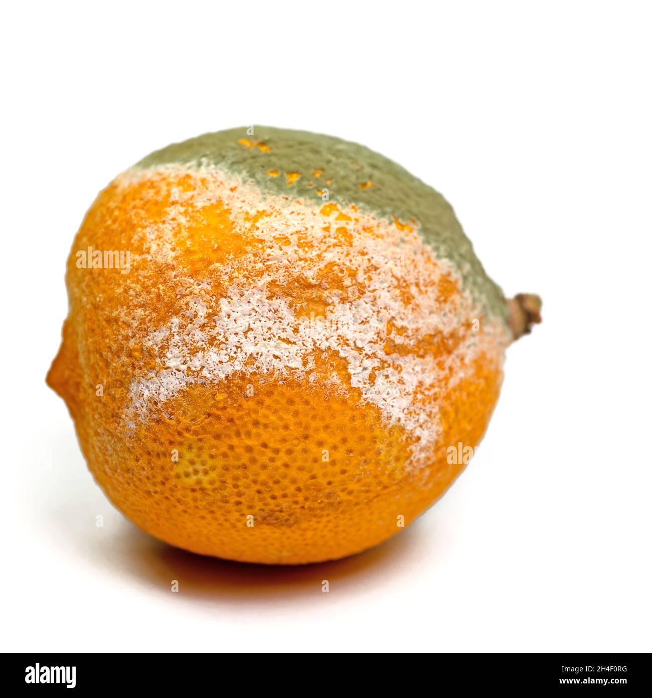 Moldy lemon against white background Stock Photo