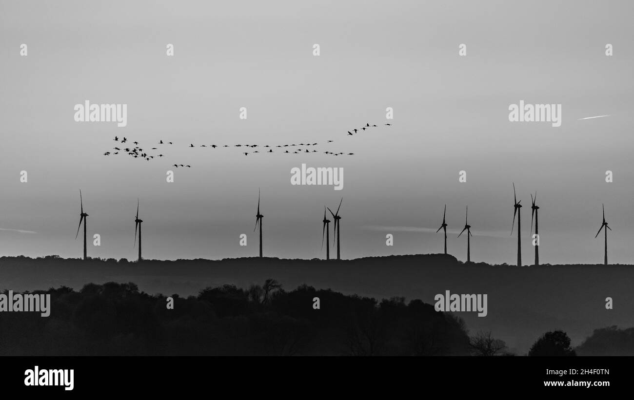 Wind Energy and Migration Birds of Crane at sunset Stock Photo