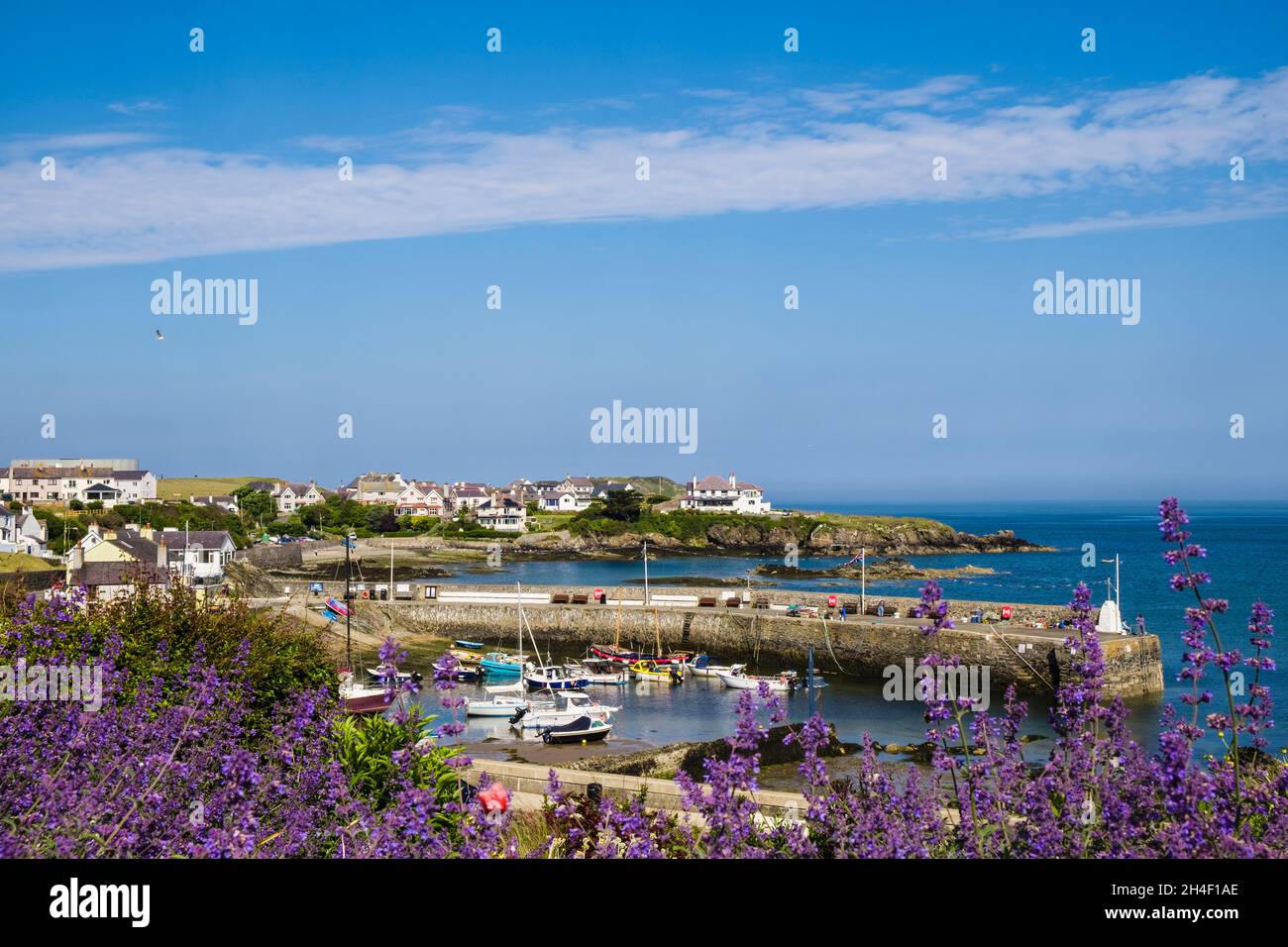 View to harbour in most northerly Welsh village in summer with flowers in foreground. Cemaes, Isle of Anglesey, Wales, UK, Britain Stock Photo