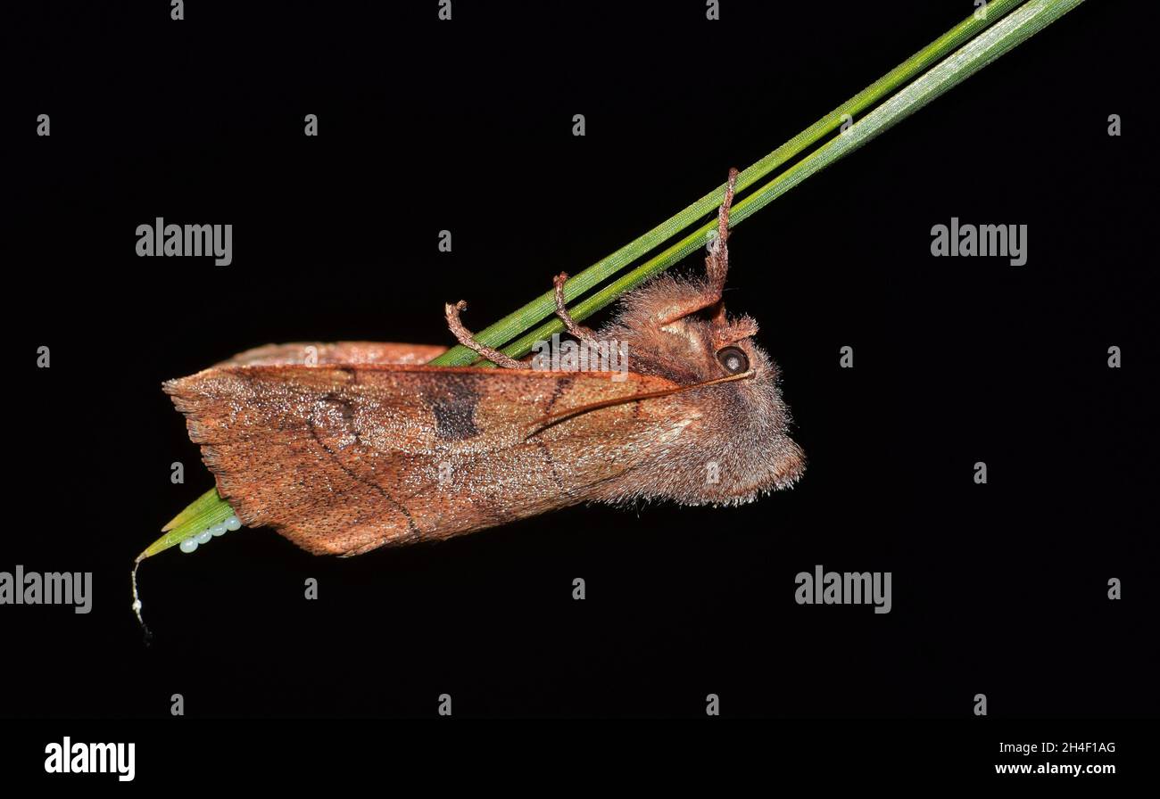 Bent-lined Dart moth (Choephora fungorum) laying eggs on a pine needle at night in Houston, TX ventral view. Stock Photo