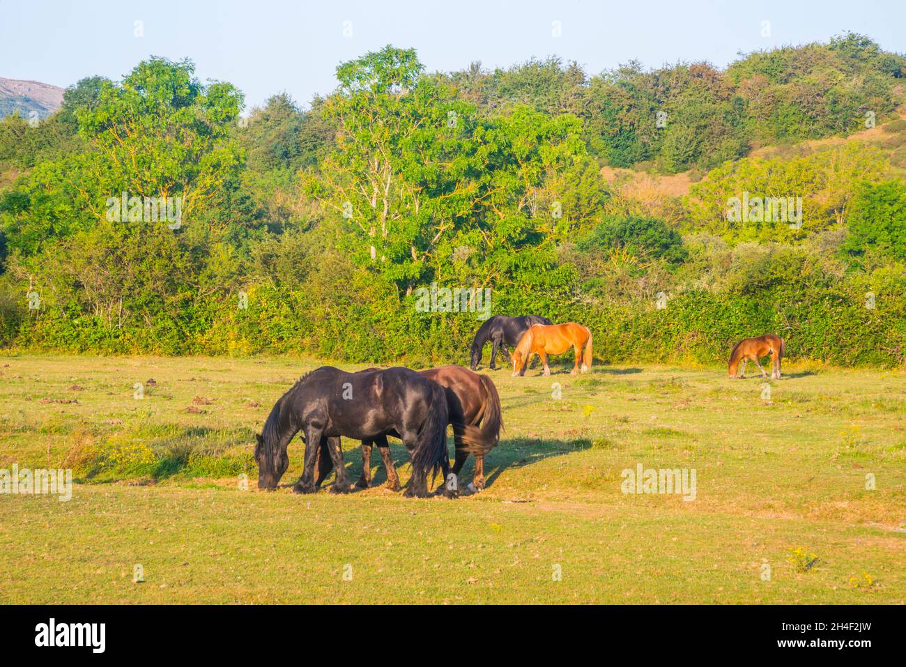 Herd of horses in a meadow. Stock Photo