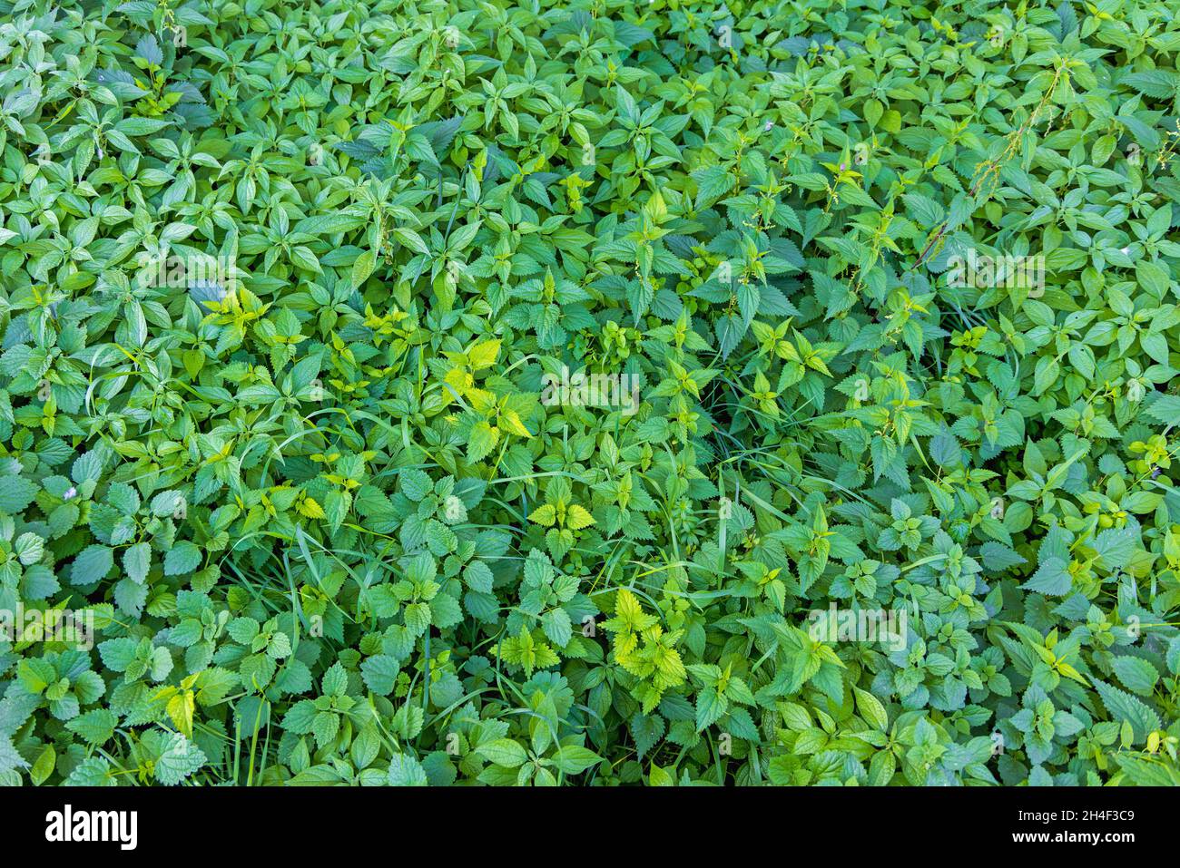 Stinging Nettle Plants Danger Zone Grow in Nature Stock Photo